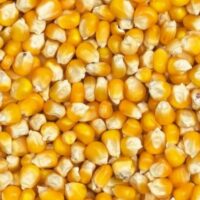 ذرت پاپیسان اعلا 20کیلو تقریبی*